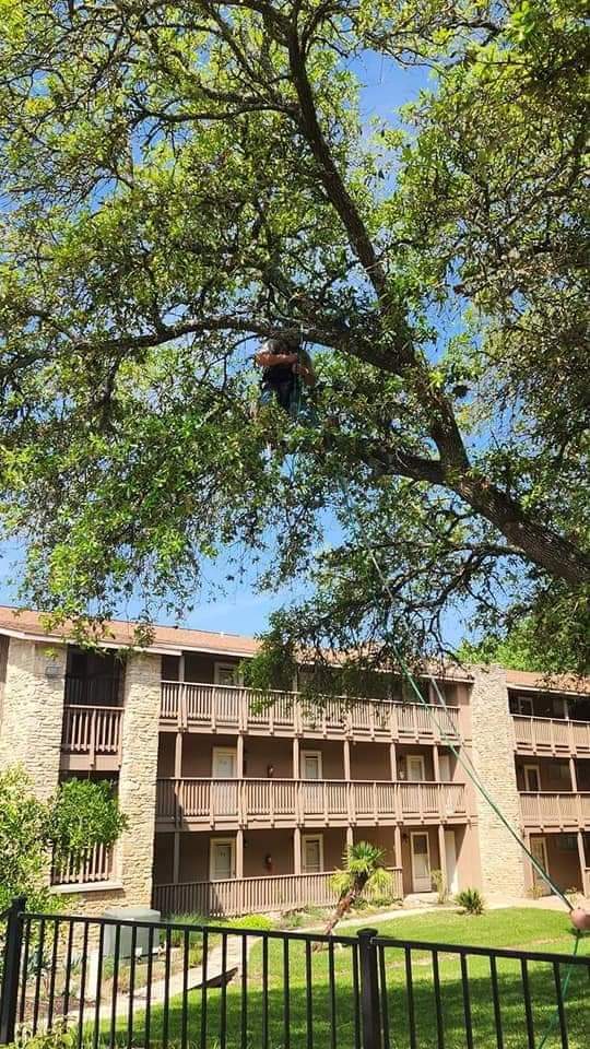 Tree Trimming